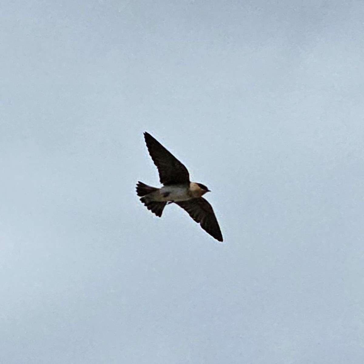 Cave Swallow - ML617593115