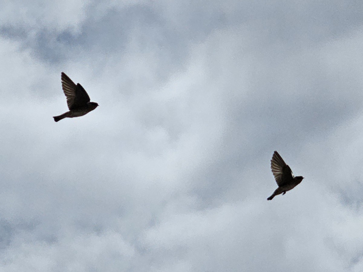 Cave Swallow - ML617593116