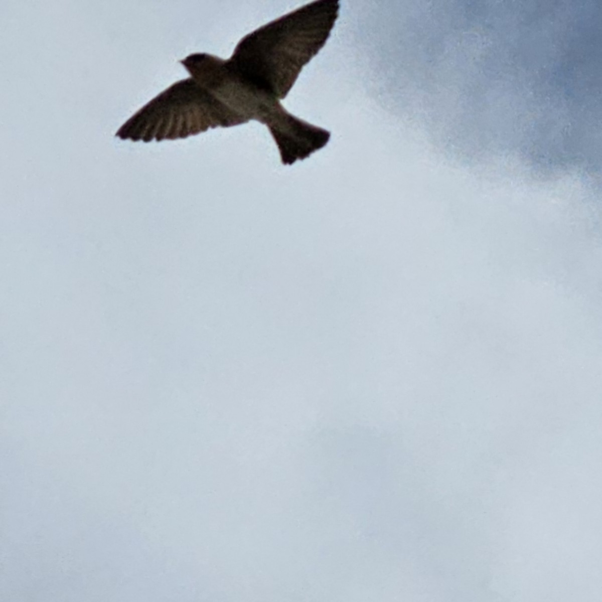 Cave Swallow - ML617593119
