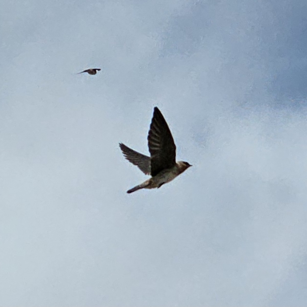 Cave Swallow - ML617593122
