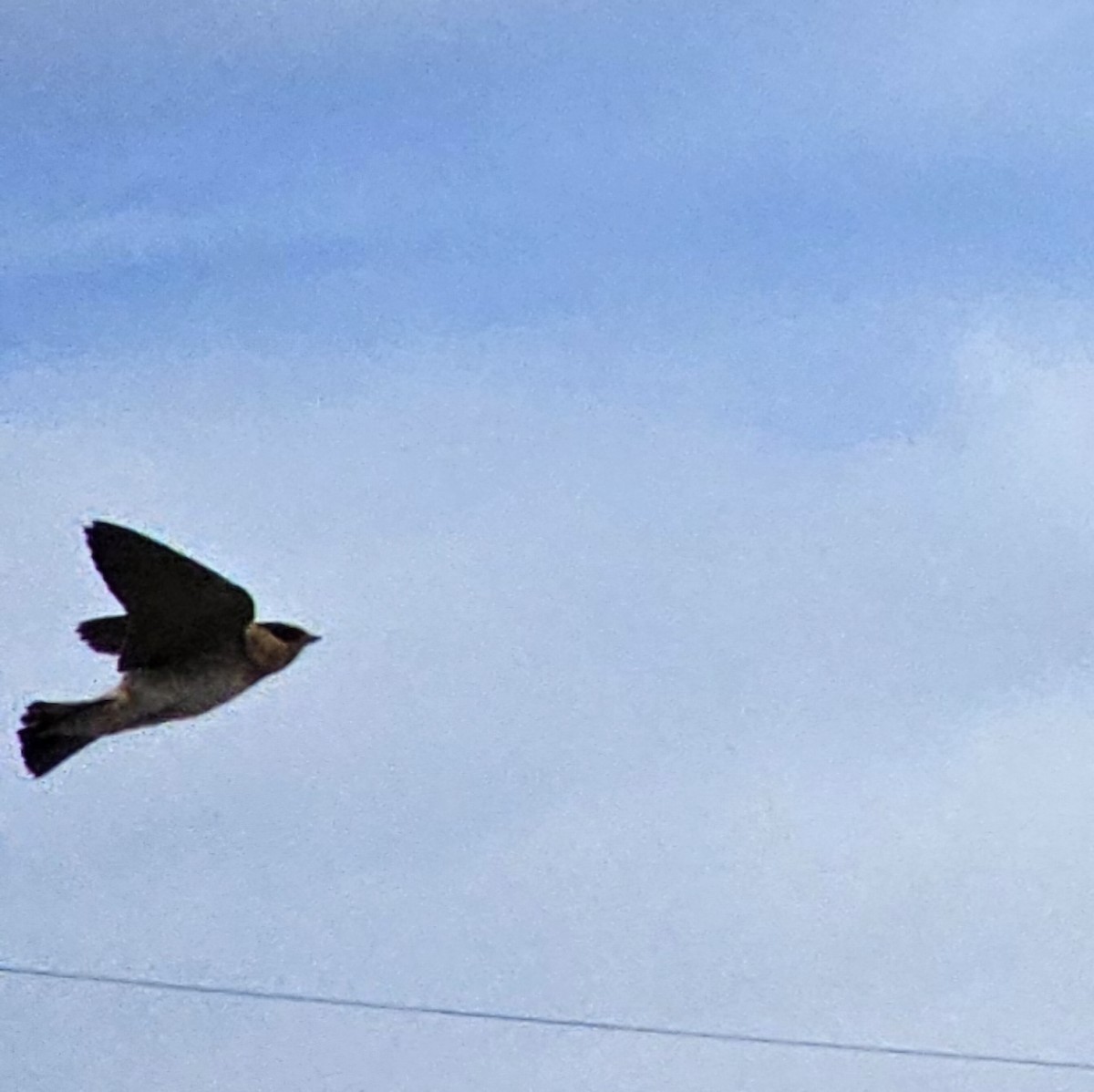 Cave Swallow - ML617593123