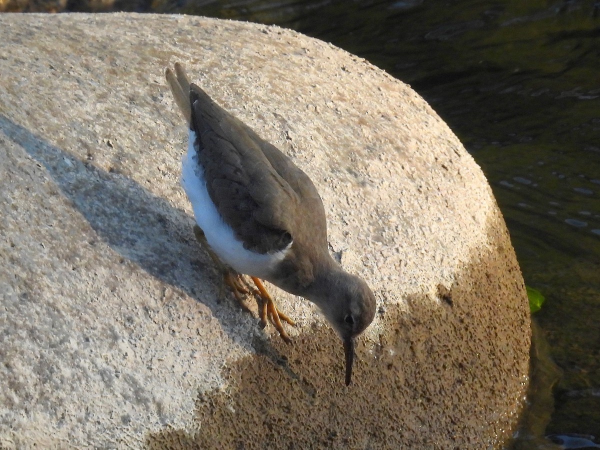 Spotted Sandpiper - Urs Geiser