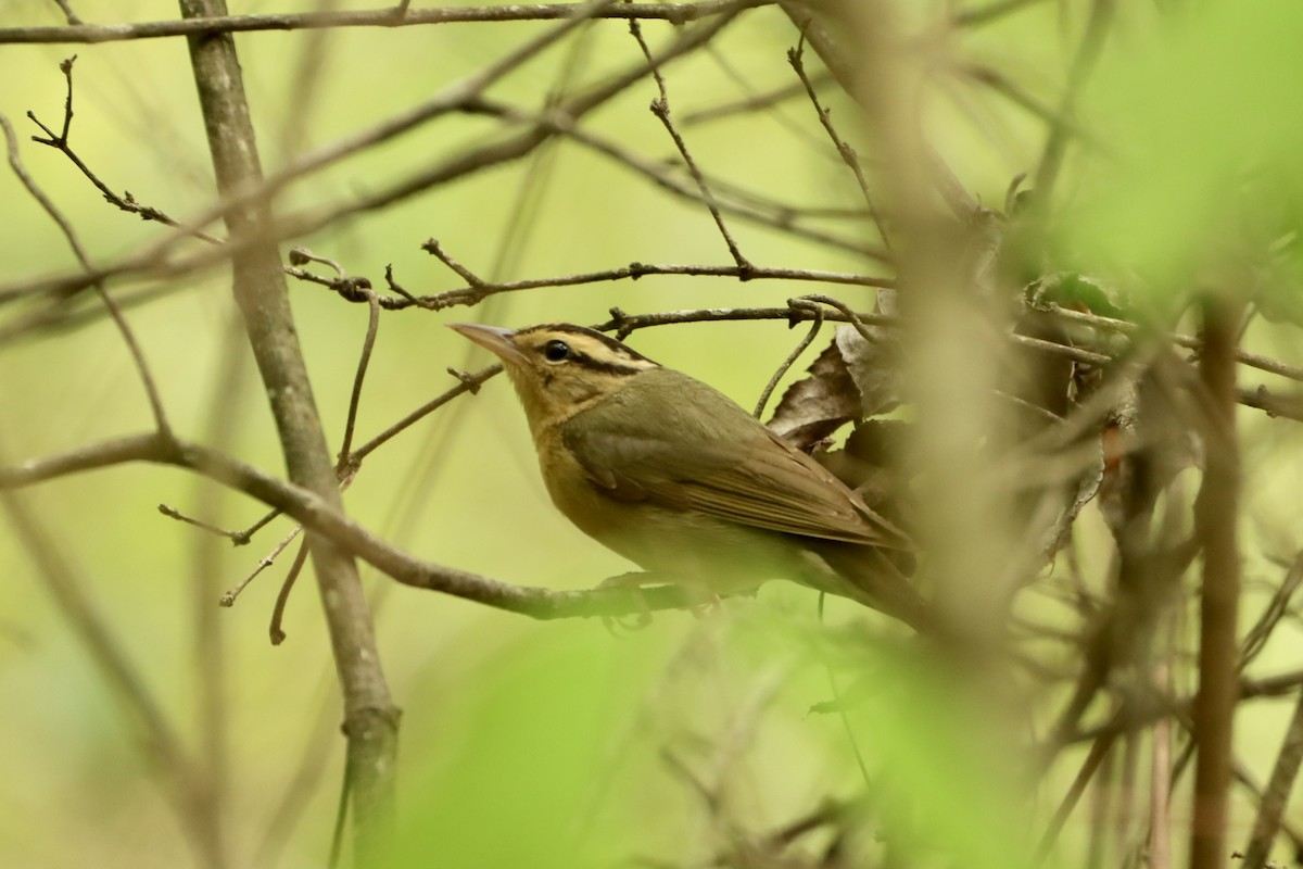 Worm-eating Warbler - ML617593155