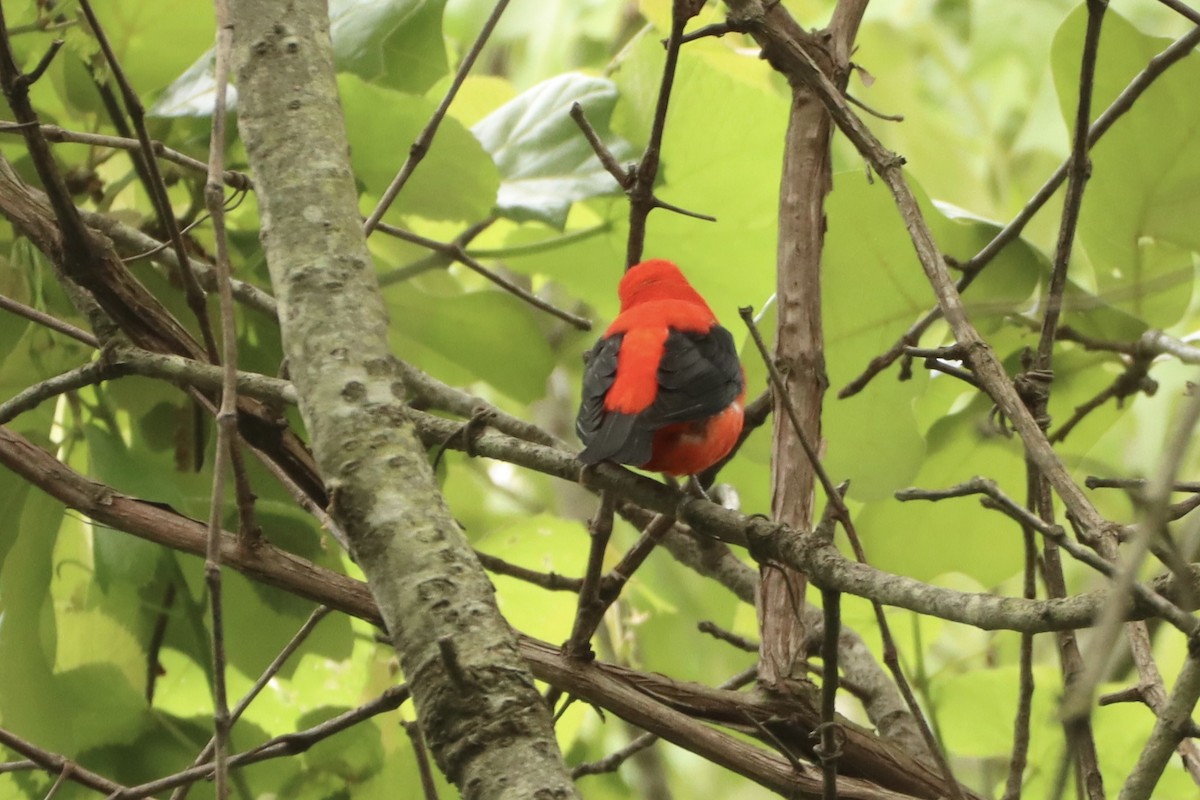 Scarlet Tanager - Cullen Brown