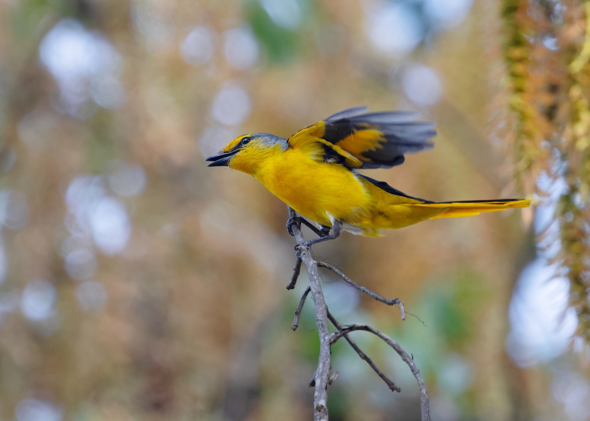 Minivet Escarlata (grupo escarlata) - ML617593169