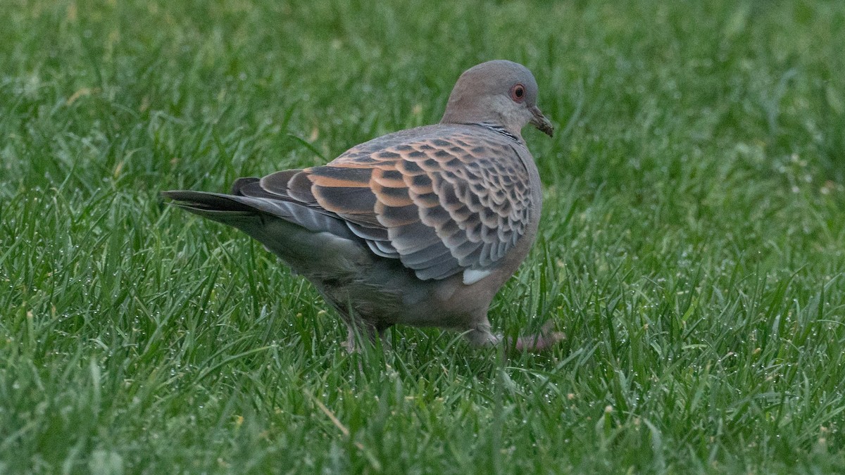 Oriental Turtle-Dove - Kely Withington