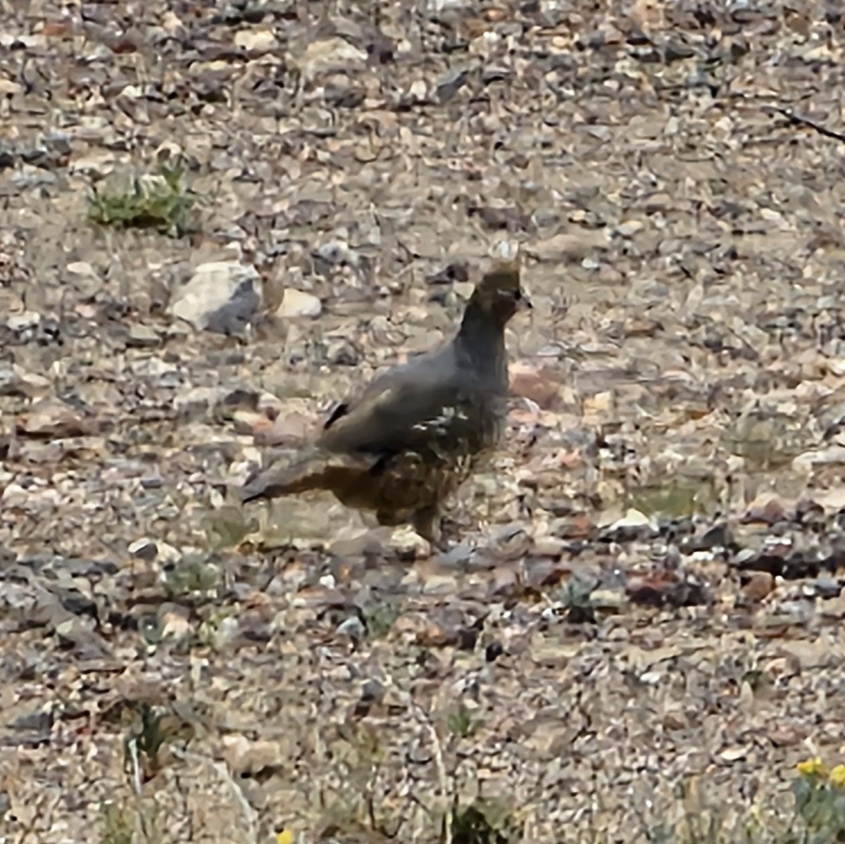 Scaled Quail - ML617593227