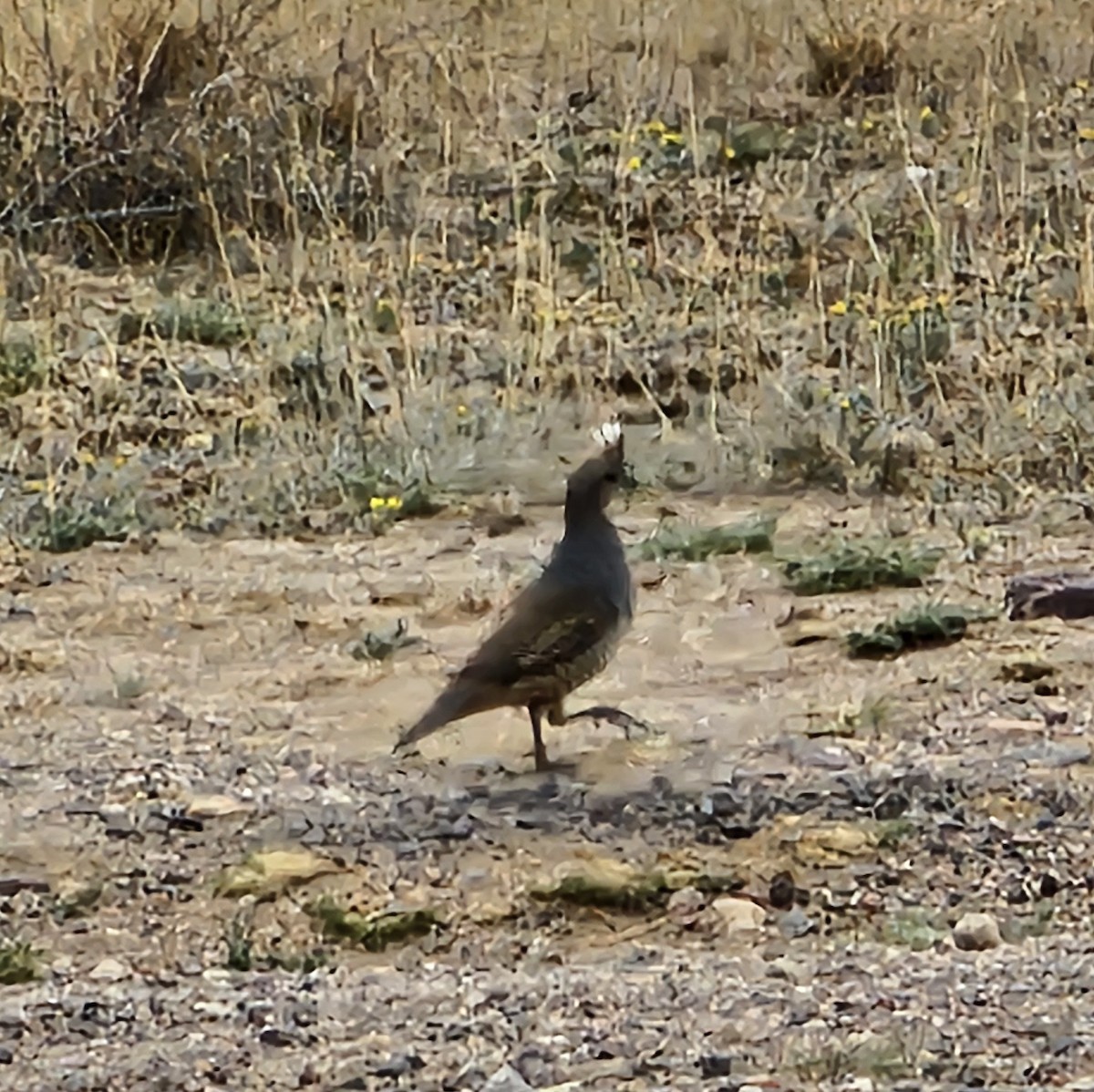Scaled Quail - ML617593228