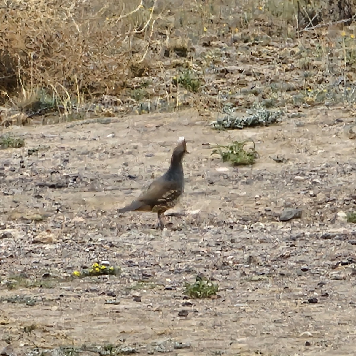 Scaled Quail - ML617593229