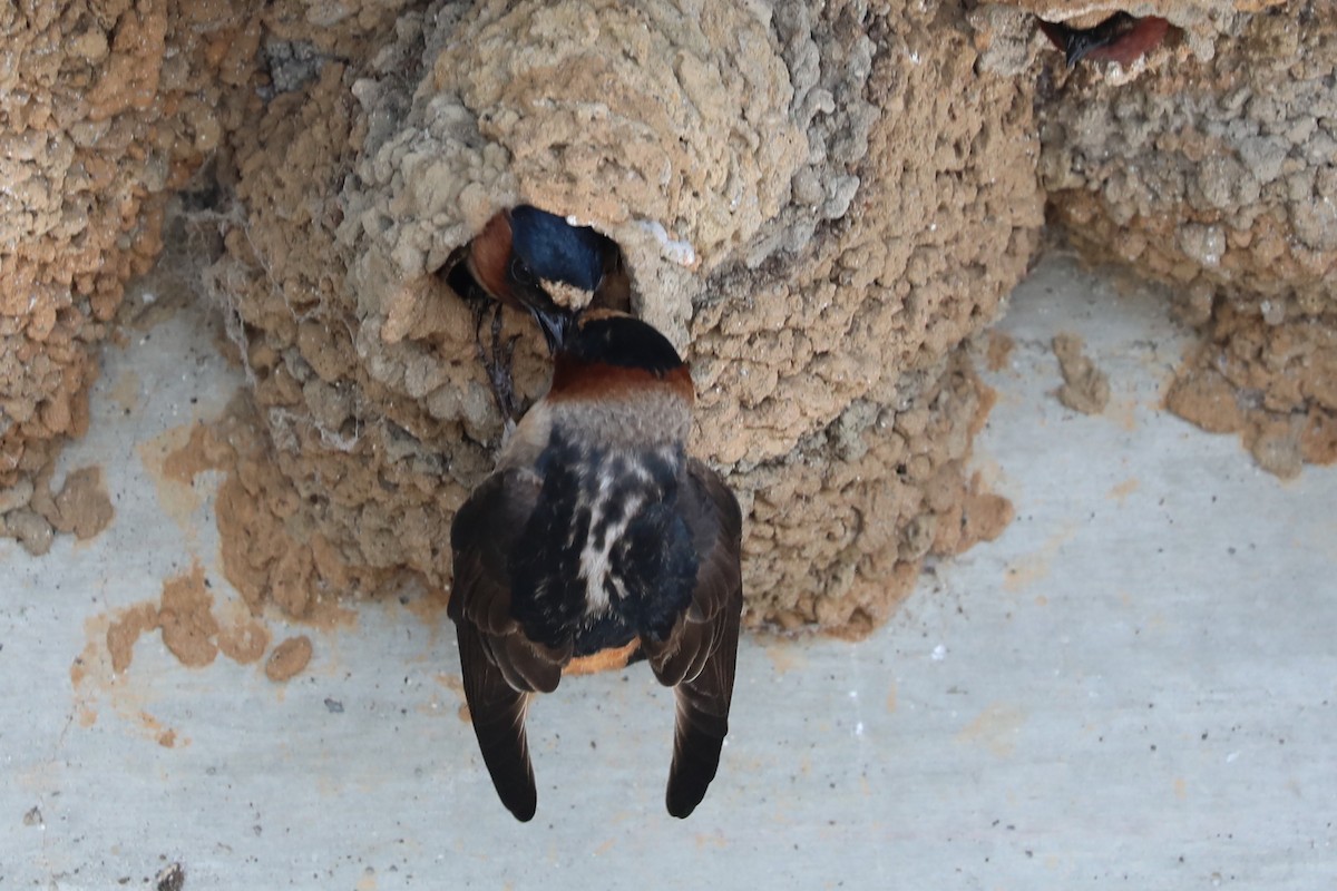 Cliff Swallow - ML617593263