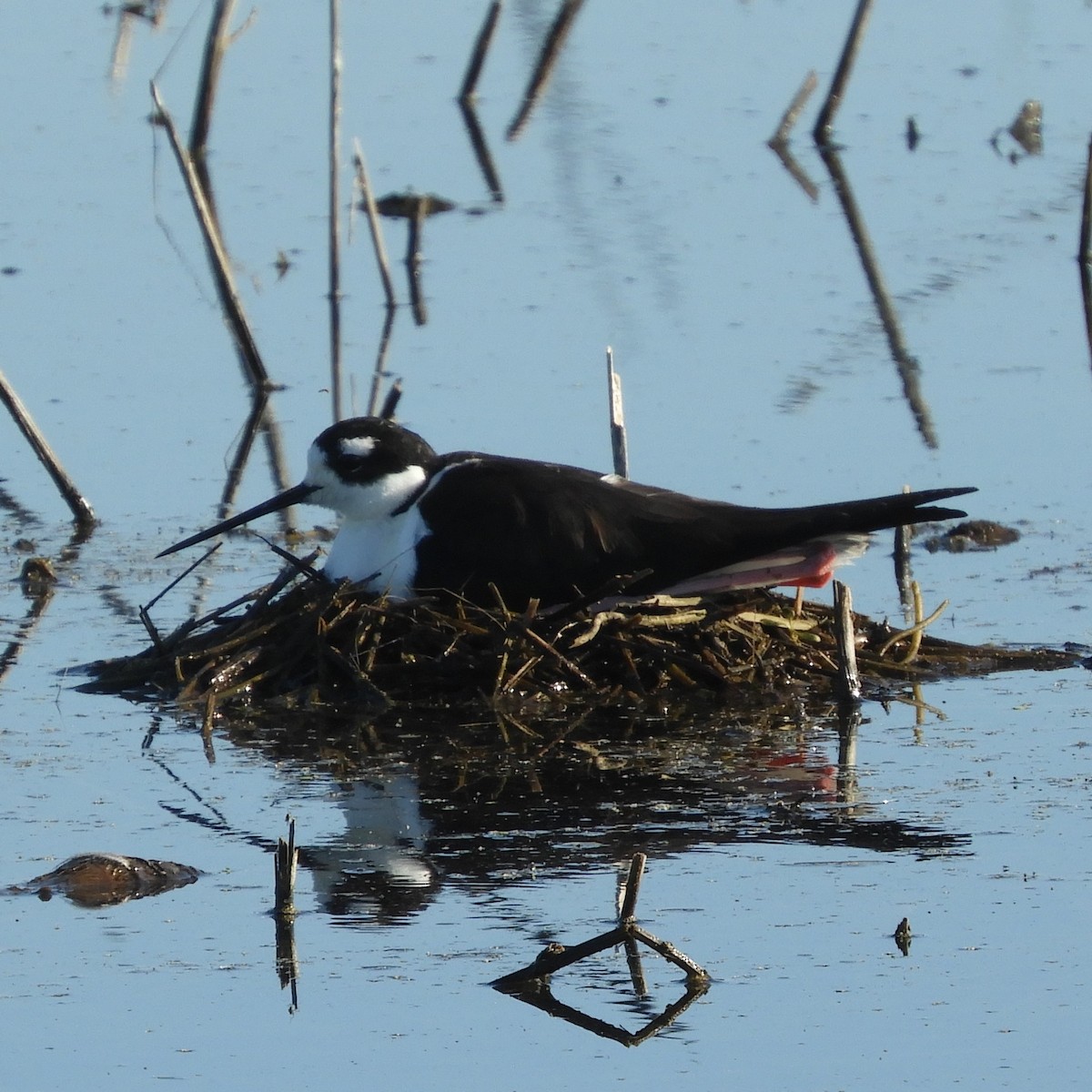 Black-necked Stilt - ML617593279