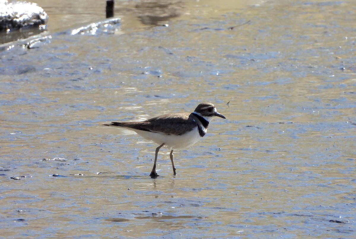 Killdeer - ML617593290