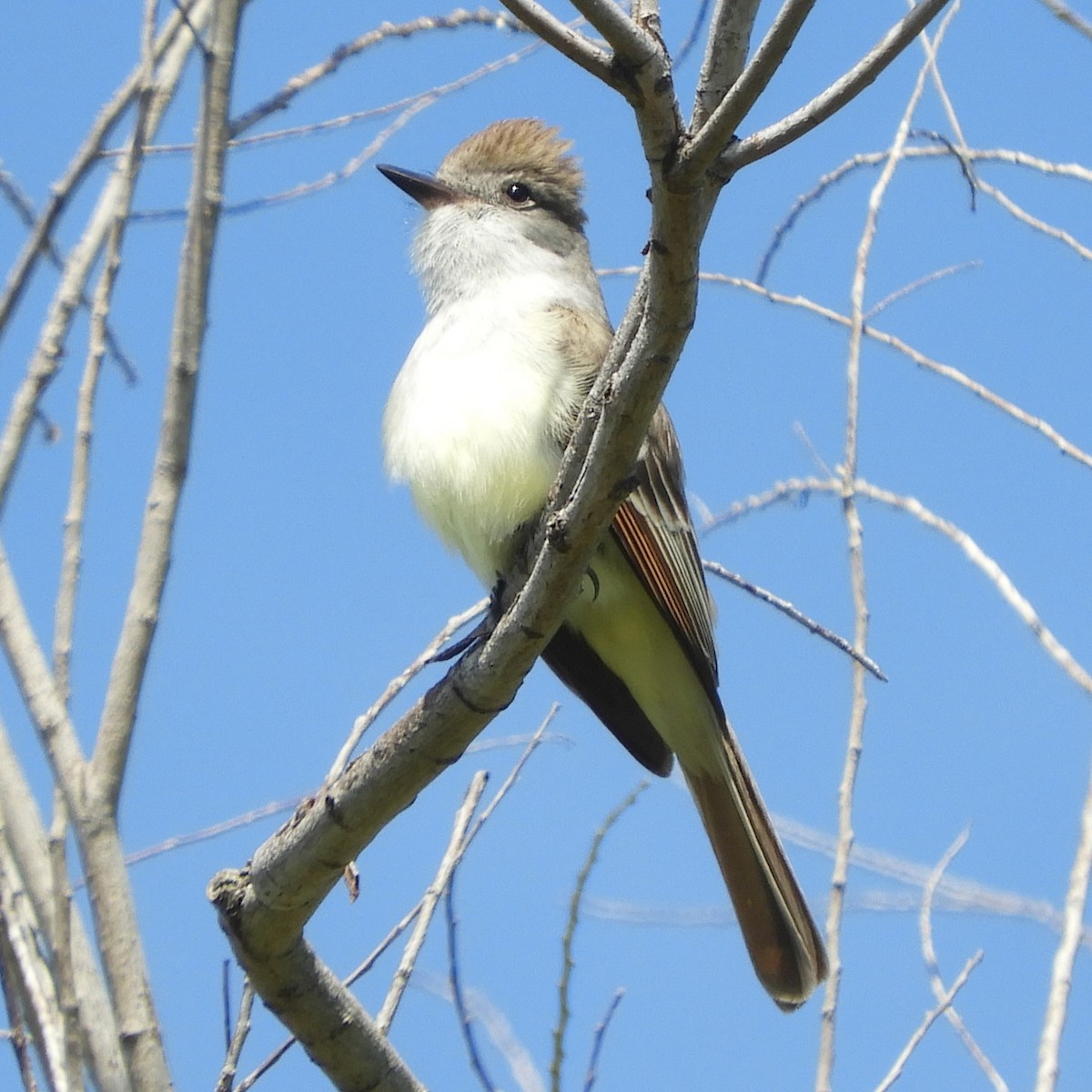 Ash-throated Flycatcher - Dale Swanberg