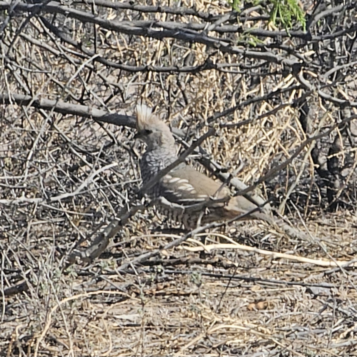 Scaled Quail - ML617593328
