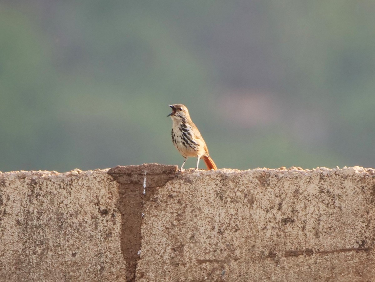 Spotted Morning-Thrush - Brett Hartl