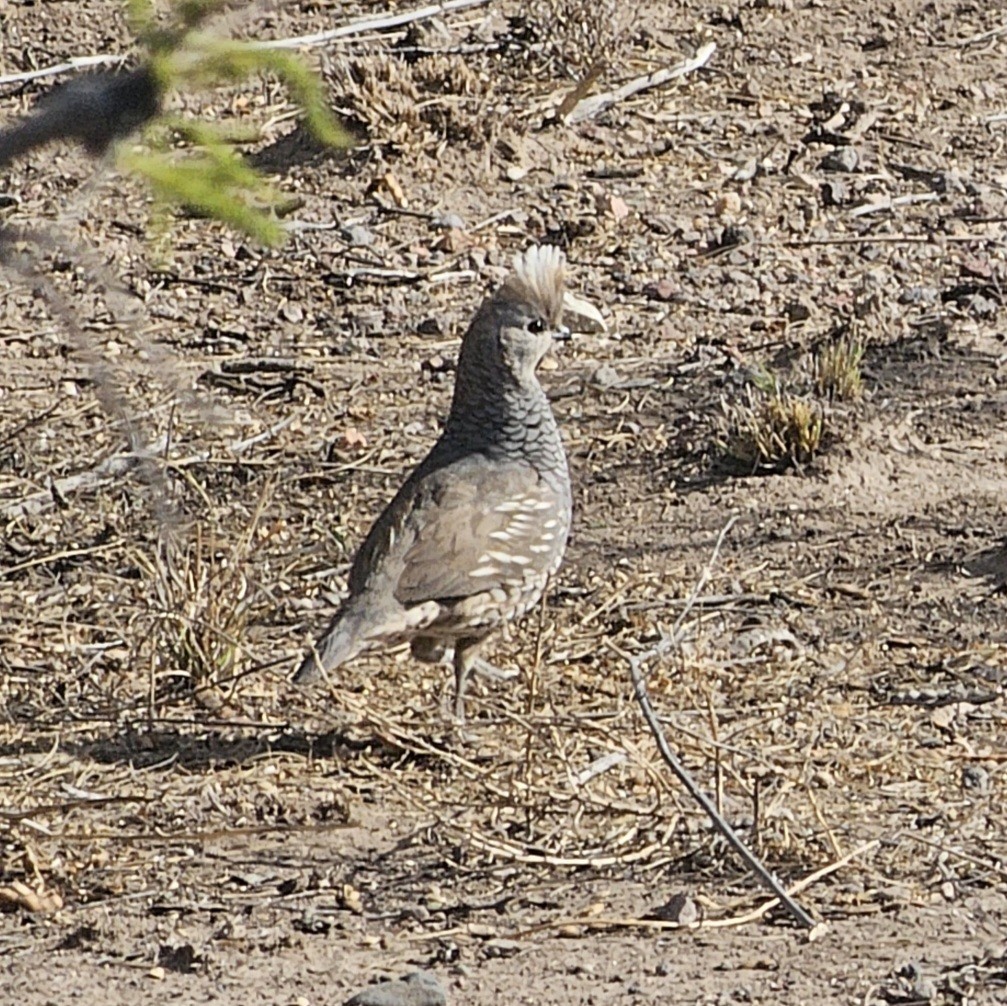 Scaled Quail - ML617593387