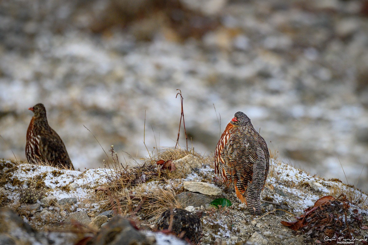 Snow Partridge - ML617593388