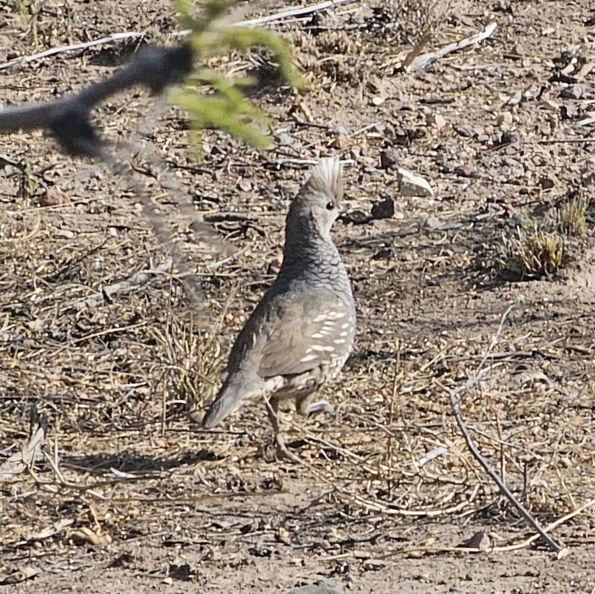 Scaled Quail - ML617593401