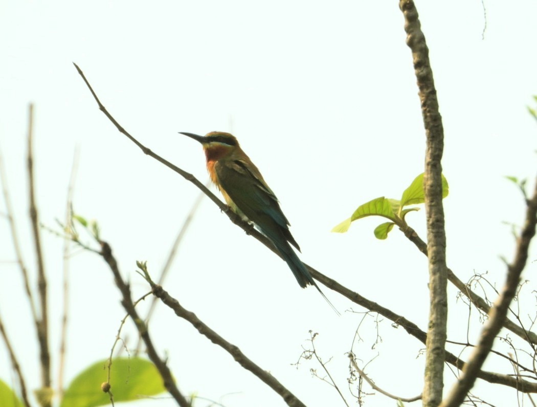Blue-tailed Bee-eater - ML617593478