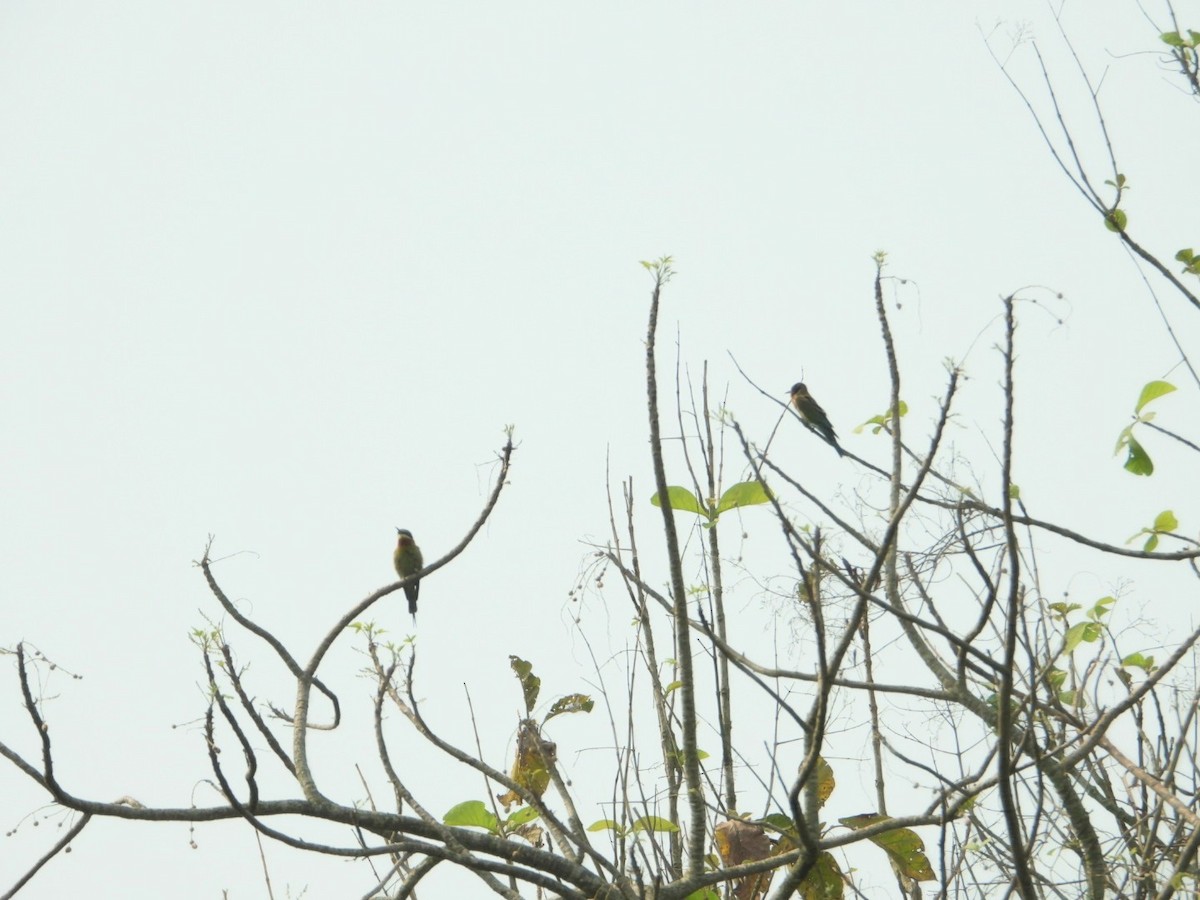 Blue-tailed Bee-eater - ML617593481