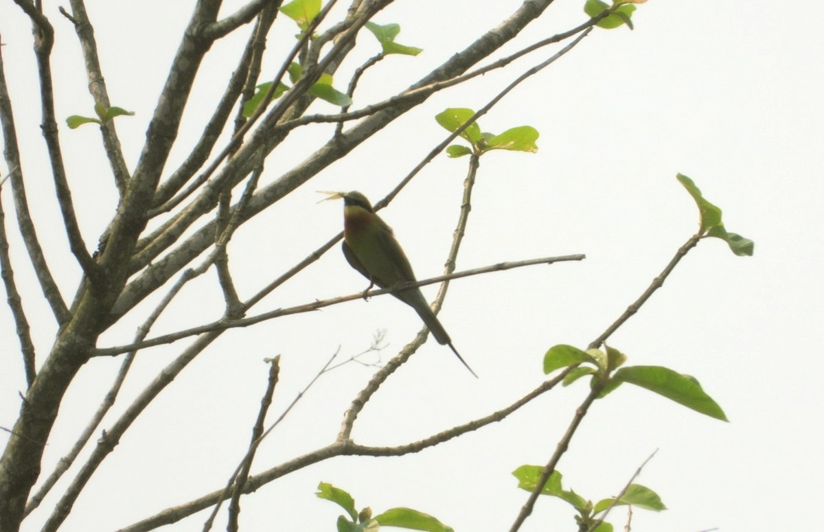 Blue-tailed Bee-eater - ML617593482