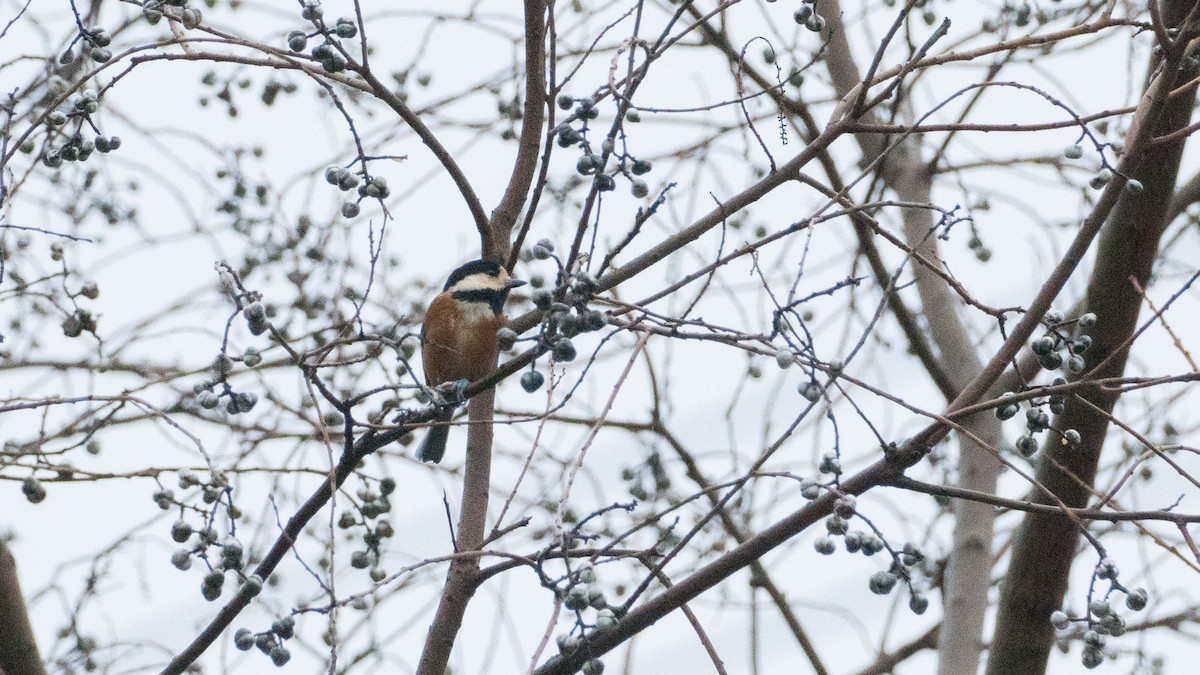 Varied Tit - Kely Withington