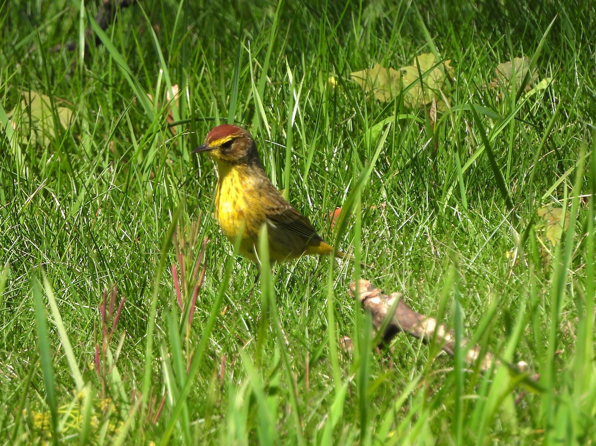 Palm Warbler - ML617593489