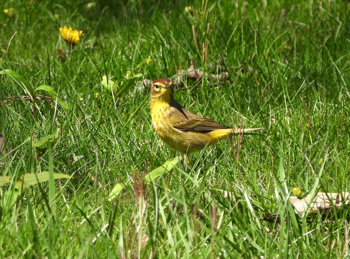 Palm Warbler - ML617593490