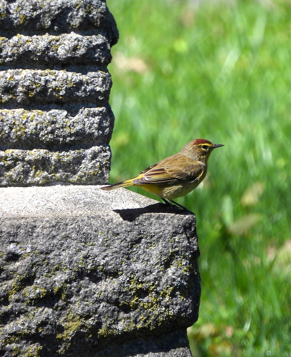 Palm Warbler - ML617593491