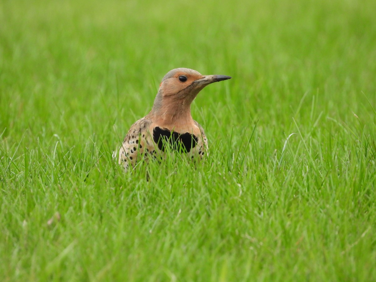 Northern Flicker - Peter L