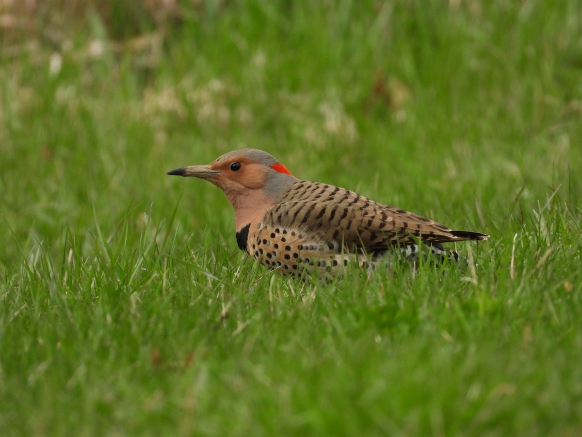 Northern Flicker - ML617593605