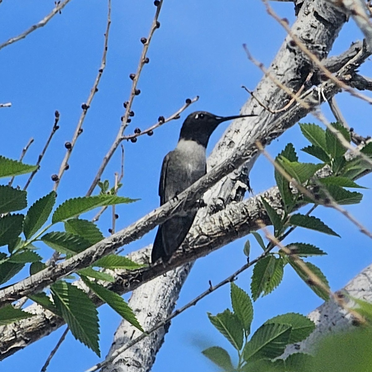 Black-chinned Hummingbird - ML617593682