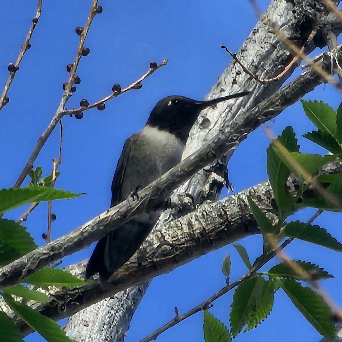 Black-chinned Hummingbird - ML617593683