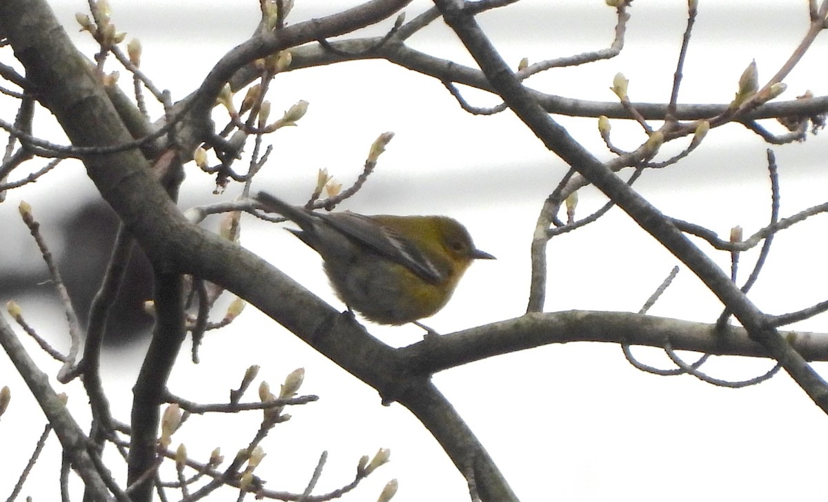 Pine Warbler - ML617593730