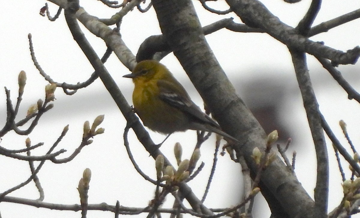 Pine Warbler - ML617593731