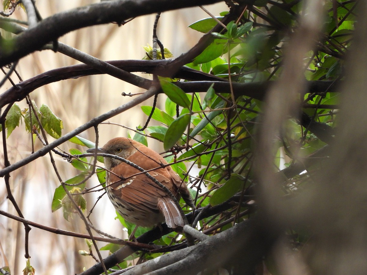 Brown Thrasher - ML617593736