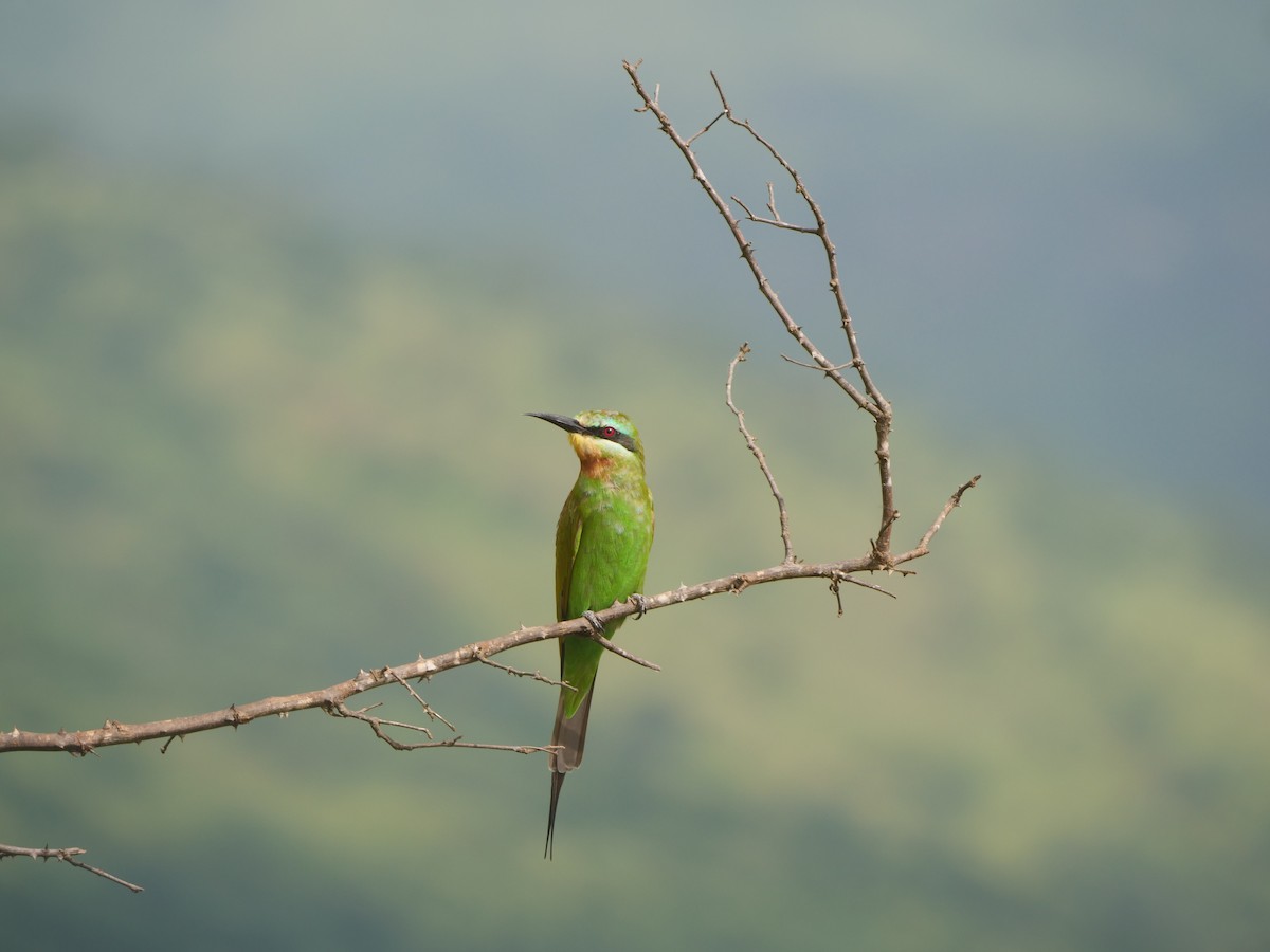 Blue-cheeked Bee-eater - ML617593739