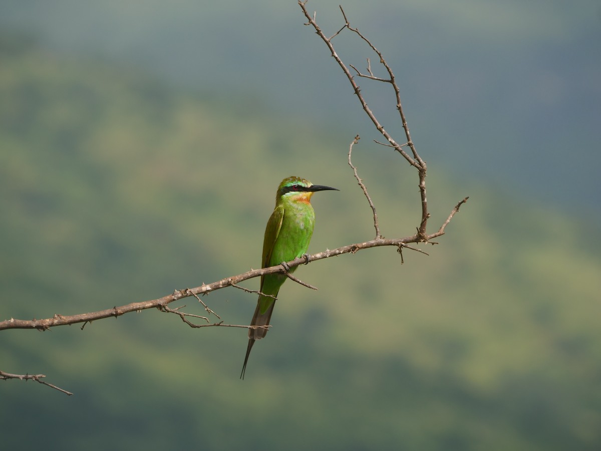 Blue-cheeked Bee-eater - ML617593740