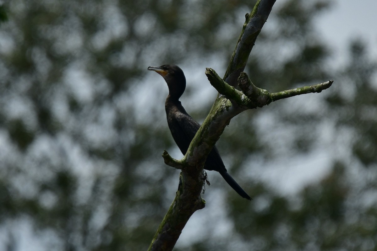 Neotropic Cormorant - Julia Flesaker