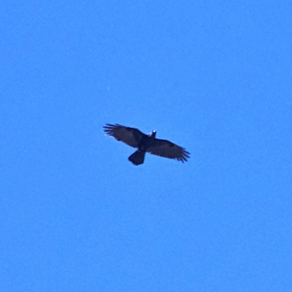 Chihuahuan Raven - ML617593750