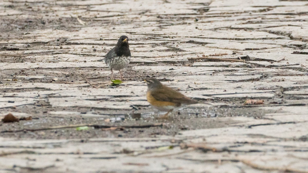 Japanese Thrush - Kely Withington