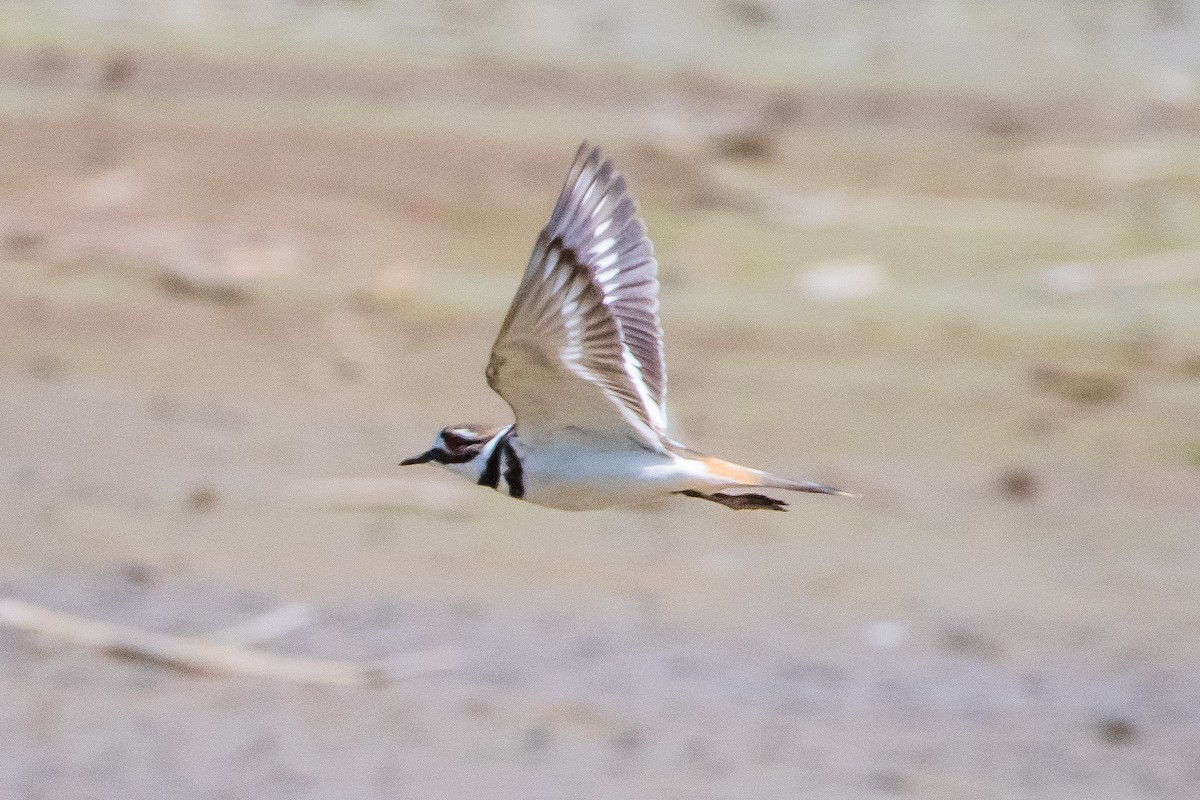 Killdeer - Brandon Lloyd