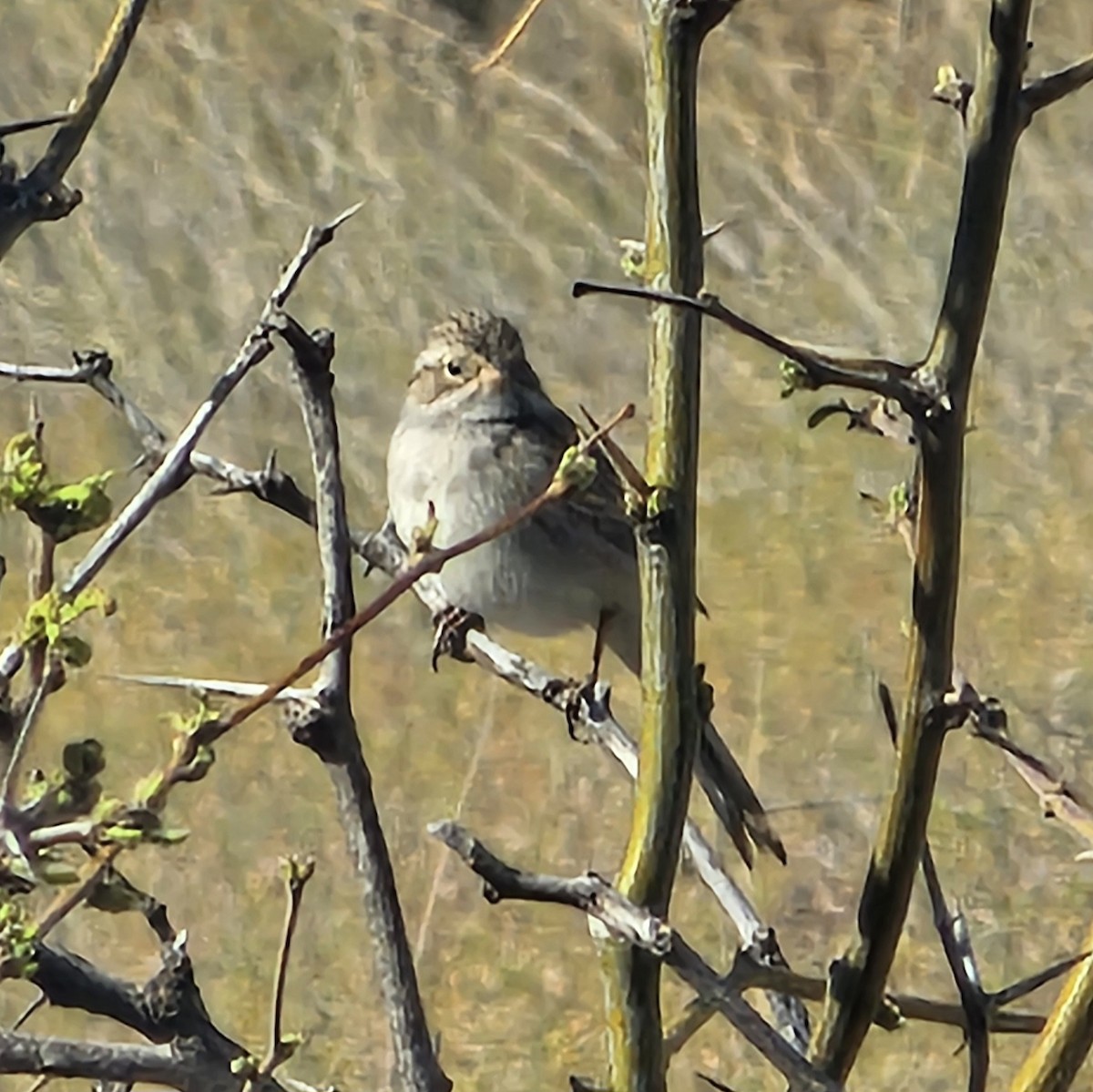 Brewer's Sparrow - ML617593810