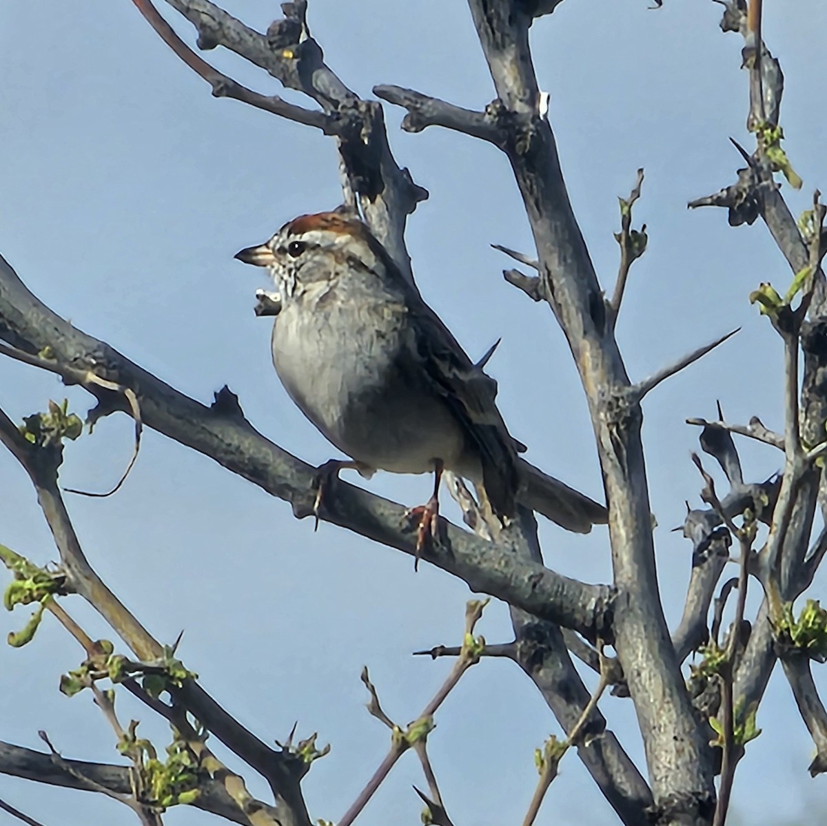 Chipping Sparrow - ML617593816