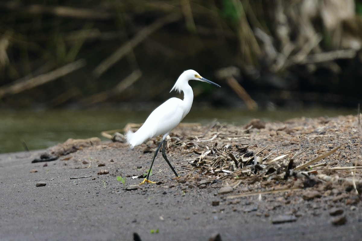 Snowy Egret - Julia Flesaker