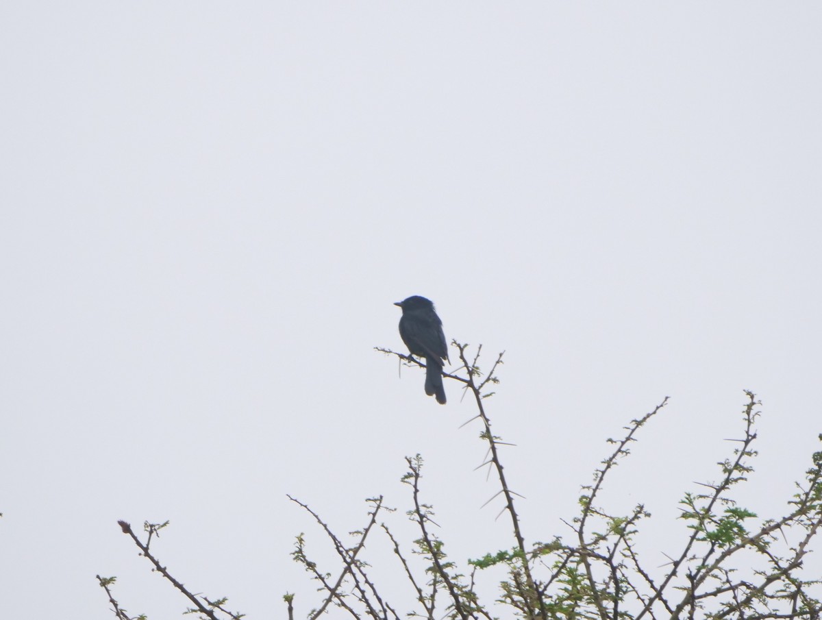 Güneyli Drongo Sinekkapanı - ML617593831