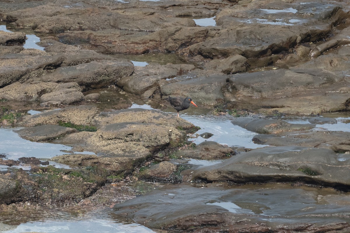 Black Oystercatcher - ML617593834