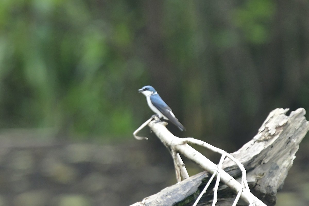 Mangrove Swallow - Julia Flesaker