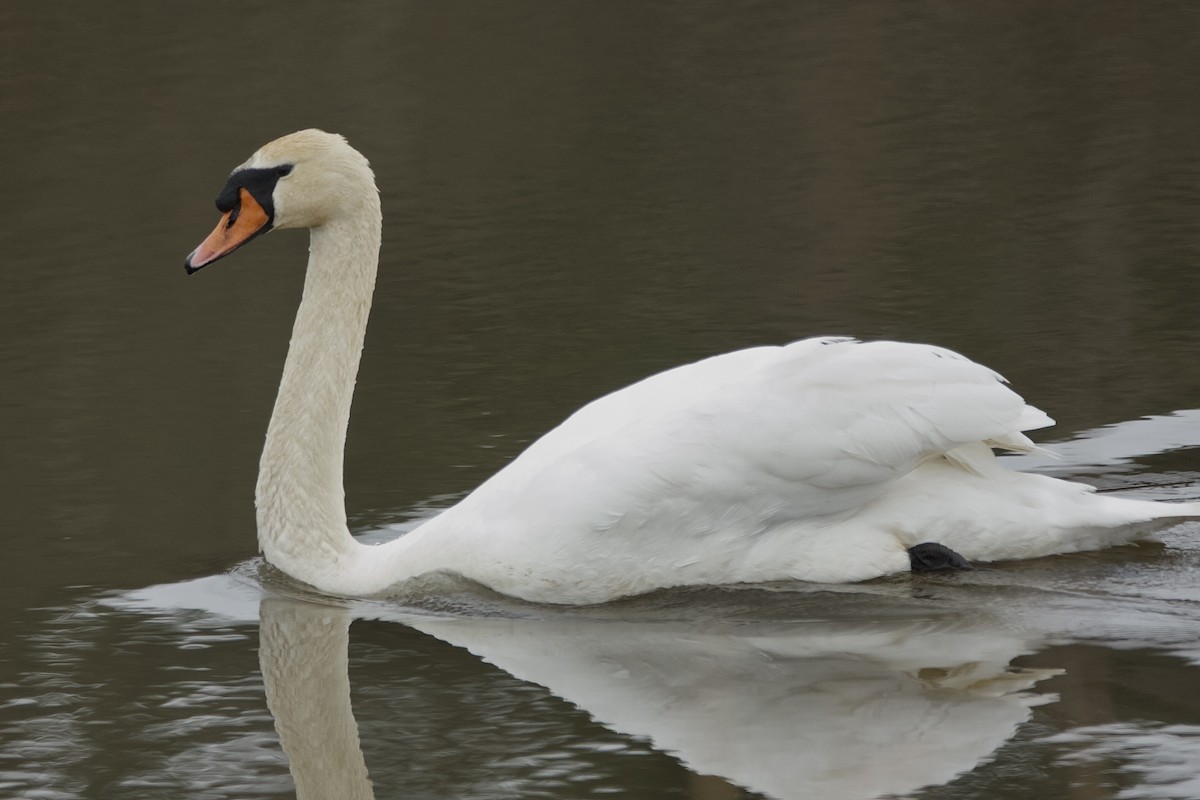 Cygne tuberculé - ML617593851