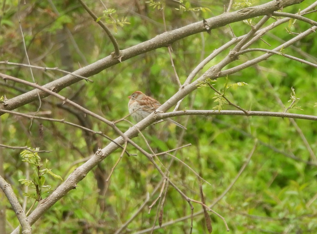 Field Sparrow - ML617593865
